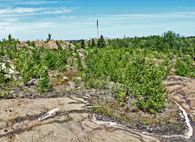 Driving Range area in 2014 with high vegetation