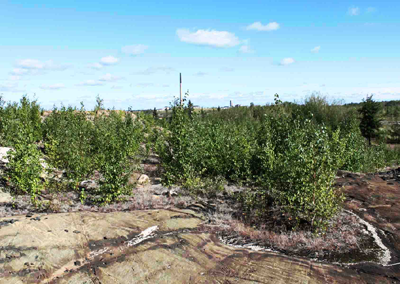 Driving Range area in 2015 with high vegetation