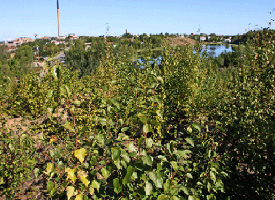 Hapnot 2011 with thick vegetation