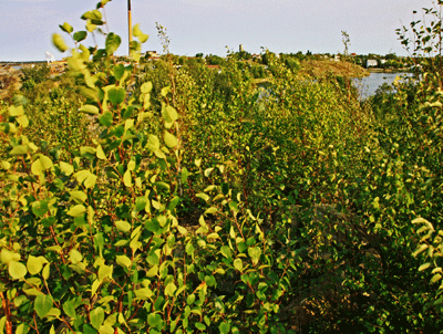 Hapnot 2012 with thick vegetation