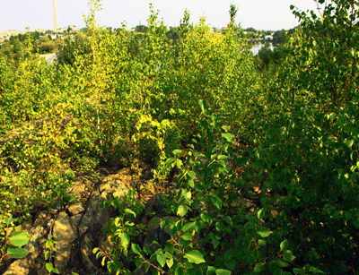 Hapnot 2013 with thick vegetation