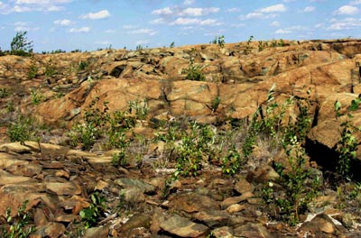 Knight 1 area in 2003 with vegetation a foot high