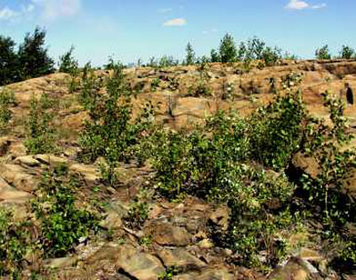 Knight 1 area in 2005 with vegetation almost a metre high