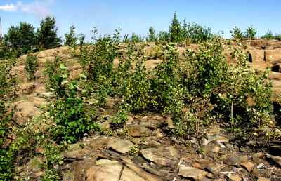 Knight 1 area in 2006 with  vegetation about a metre high