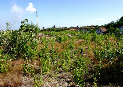 Knight 2 area in 2004 with vegetation over a foot high