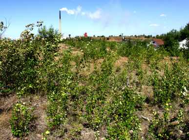 Knight 2 area in 2005 with vegetation almost a metre high