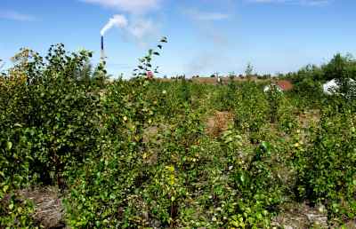 Knight 2 area in 2006 with  vegetation about a metre high