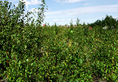Knight 2 area in 2007 with  vegetation over a metre high
