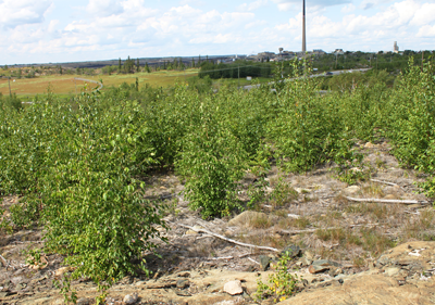 Phantom North area in 2015 with vegetation over a meter high