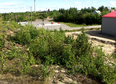 Pizza area in 2007 with vegetation over a metre high