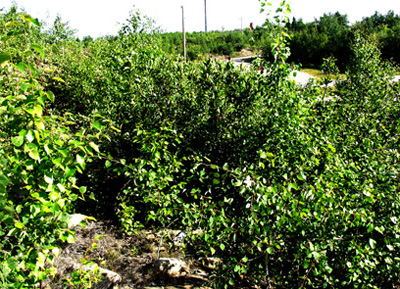 Pizza area in 2009 with thick vegetation covering the rocky area