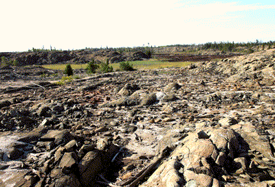 Pizza 2 area with barren ground in 2010