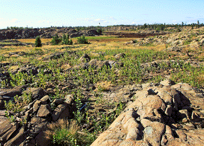 Pizza 2 area in August 2012 with green vegetative cover