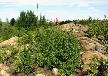 treated area in 2007 showing lots of vegetative growth