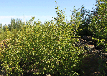 treated area in 2011 with thick bush