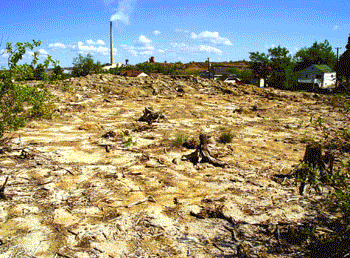 barren area with tree stumps