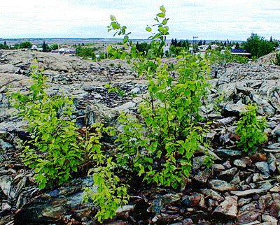 Winterhalder's text plot shown 6 years after he spread limestone on the area during 1994